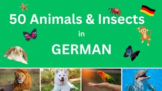 50 Animals & Insects in GERMAN | 50 Tiere & Insekten auf Deutsch | German Vocabulary | KidsGerman