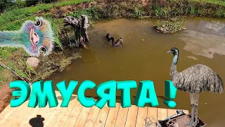 ЭМУСЯТА  КУПАЮТСЯ НА ПРУДУ ! ВОДОПРОВОД ГОТОВ ![Жизнь в деревне]