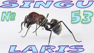 Муравьи Camponotus singularis - Добродушные гиганты муравьиного мира