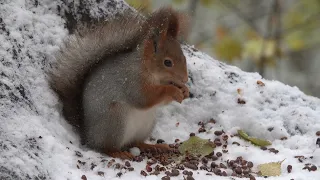 Белка / Squirrel