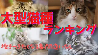大きい猫ランキング〜抱きつきたい大型の猫種５選〜
