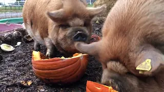 Pumpkin Pigs