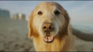 TRY NOT TO LAUGH | Golden Retriever Compilation 2020