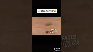 медоед похуист ))😁 😹😹😹 ржал пол часа!!/////))))