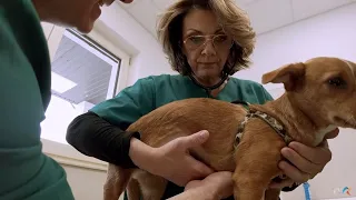 Vis sau realitate? – Carmen Tănase, veterinar pentru o zi (@TVR1)