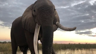 Africa 2019 - Elephants of Mana Pools