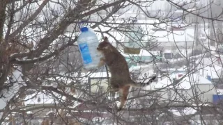 Воронежский кот-экстремал ворует сало из кормушек