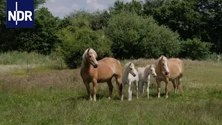 Stutenmilch vom Haflingerhof   | Die Nordreportage | NDR