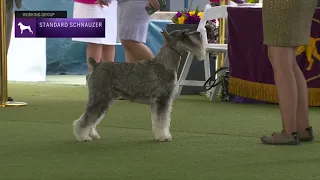 Standard Schnauzers | Breed Judging 2023