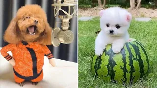 Baby Dogs 🔴 Cute and Funny Dog Videos Compilation #18 | 30 Minutes of Funny Puppy Videos 2022