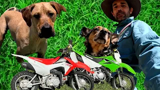 THESE DOGS JUST LOVE MOTORBIKES AT DOGGY DAYCARE