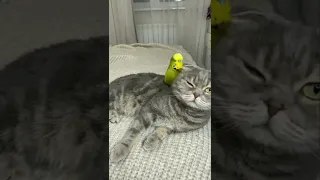 Cat and bird are best friend 🥰 #shorts #cat #birds #cute #memes Please, SUBSCRİBE for more ⬇️