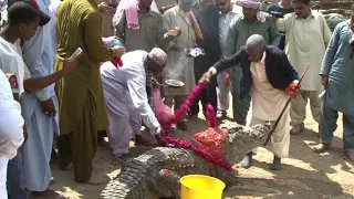 Pakistan's Sheedis celebrate crocodile festival in Karachi