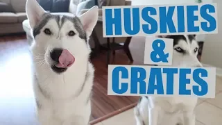 Properly Crate/Kennel Train A Siberian Husky! (Easy Steps)