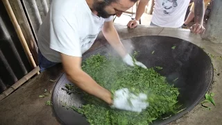 Делаем вручную чай Шэн пуэр на горе Иу, Махэй. Производство чая пуэр в бамбуке и чайные фермеры.