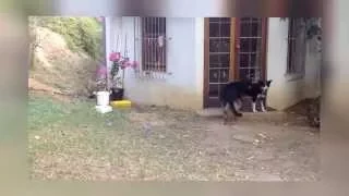 Львенок испугал собаку Sneaking Lion Cub Gives Dog Fright