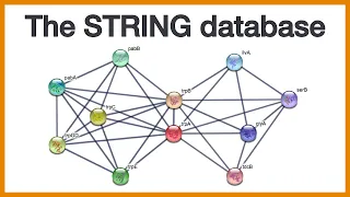 The STRING database: Brief introduction to protein networks and how they are made