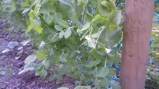 Pea Plant 50-day Timelapse - Growing and climbing