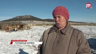 В Тарбагатайском районе жителей пугают волки