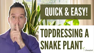 Topdressing a Snake Plant (Quick & Easy)