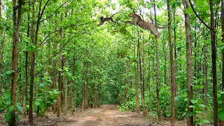 A leopard hunts a baby monkey by jumping on the tree in Panna Tiger Reserve. #shorts #short