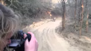 Tiger Safari - Tiger Chase / Attack Jeep in India's Ranthambore National Park