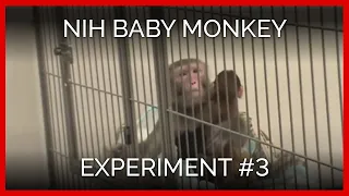 'Novel Cage' Tests | NIH Baby Monkey Experiment #3