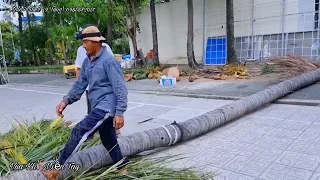 Vua Khỉ Miền Tây cưa 4 cây Dừa xem mà Toát Mồ Hôi.