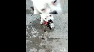 LIVE Rabbit Feeding for my Alapaha Blue Blooded Bulldog "Billie" and American Bulldog "Bunny"