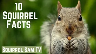 10 Squirrel Facts  🐿️❤️