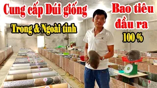 Thăm trại dúi giống của chàng thanh niên trẻ tuổi tại tây ninh