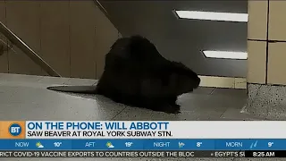 Beaver spotted at Royal York subway station in Toronto