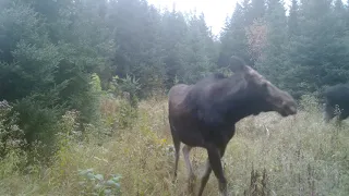 Natural Moose calls 1