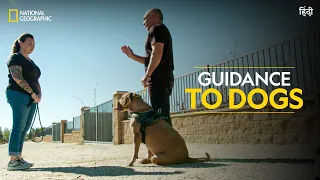 Guidance to Dogs | Cesar Millan: Better Human Better Dog | National Geographic