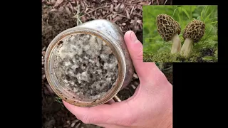 Inoculating Morchella Spawn Outdoors: Morel Mushroom Experiment 2020 Mycology video