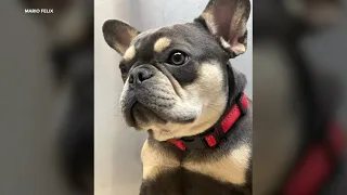 Montebello couple devastated after French bulldog stolen at gunpoint