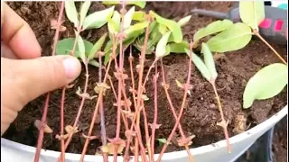 How To Propagate Haskap Plants By Cuttings Honeyberries