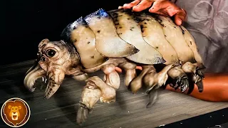 Unheimliche Tierwesen, die du noch nie in deinem Leben gesehen hast