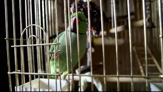 Тест видео на Canon 5D MkII, модель - ожереловый попугай
