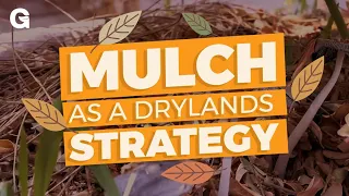 Mulch as a Drylands Strategy