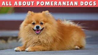 All About the POMERANIAN - Characteristics, Care, Health And More