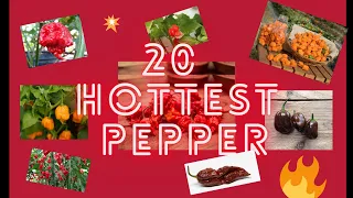 20 Hottest Pepper in the World - Red Hot Chili Peppers