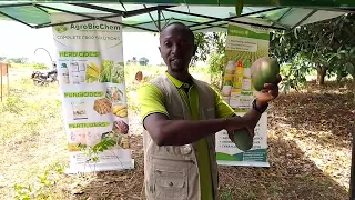 Agrobiochem partner with rainbow company gh to educate the mango farmers about BBS and Anthracnose