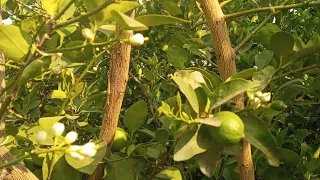 cómo hacer florecer un limon