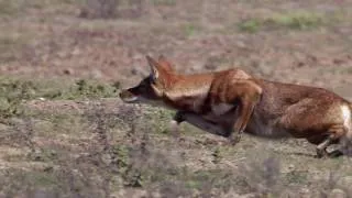 Life - Stalking Ethiopian Wolf