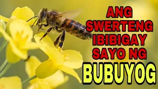 ANG SWERTENG IBIBIGAY SAYO NG BUBUYOG | GIO AND GWEN LUCK AND MONEY CHANNEL