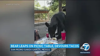 Mother shields son as bear gulps down his birthday meal