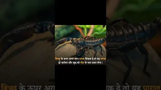 Interesting fact of scorpion