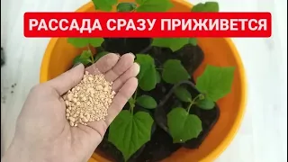 ДОБАВЬТЕ ЭТО В ЛУНКИ. Рассада скажет спасибо