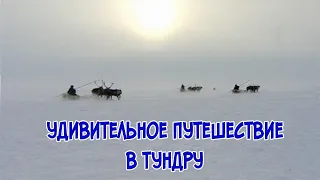 Удивительное путешествие в тундру